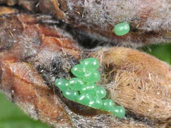  Oeuf de Lycia hirtaria Cl. - �Philippe Mothiron