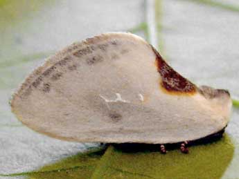 Cilix hispanica Perez de G adulte - �Graham Wenman