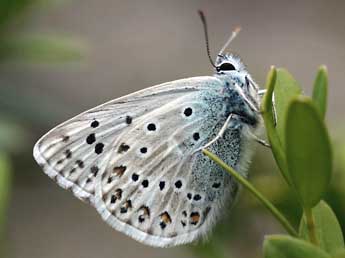 Lysandra hispana H.-S. adulte - �Daniel Morel