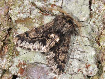 Apocheima hispidaria D. & S. adulte - �Philippe Mothiron