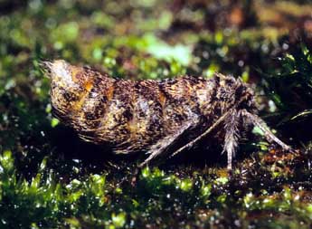 Apocheima hispidaria D. & S. adulte - �Fran�ois Spill