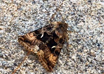 Syngrapha hochenwarthi Hochenwart adulte - �Daniel Morel