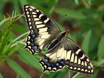 Papilio hospiton Gen� adulte - �basc- www.insecte.org