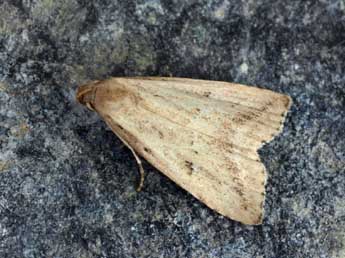 Hypenodes humidalis Dbld. adulte - �Daniel Morel