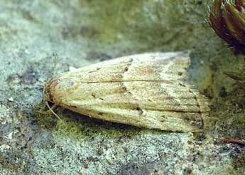 Hypenodes humidalis Dbld. adulte - �David Demerges