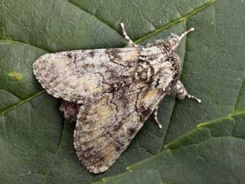 Raphia hybris Hb. adulte - �Daniel Morel