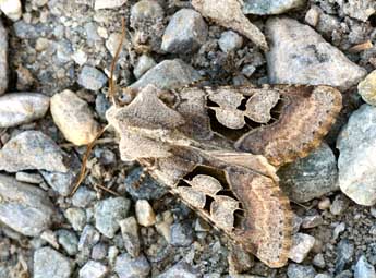 Perigrapha i-cinctum D. & S. adulte - �Daniel Morel