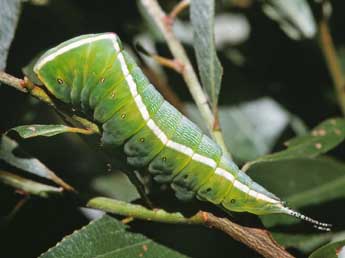  Chenille de Cerura iberica Ort. & T. - �Serge Wambeke