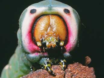  Chenille de Cerura iberica Ort. & T. - �Serge Wambeke