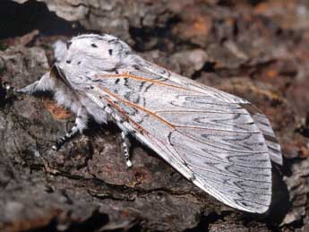 Cerura iberica Ort. & T. adulte - �Serge Wambeke