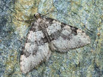 Nebula ibericata Stgr adulte - �Daniel Morel