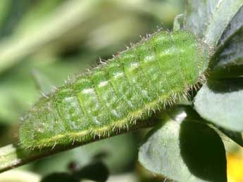  Chenille de Polyommatus icarus Rott. - �Serge Wambeke