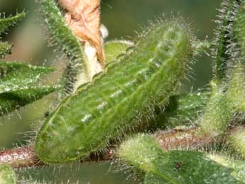  Chenille de Polyommatus icarus Rott. - �Serge Wambeke