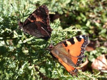 Aglais ichnusa Hb. adulte - �Antoine Serrurier