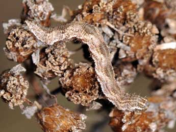  Chenille de Eupithecia icterata Vill. - �Fred Chevaillot