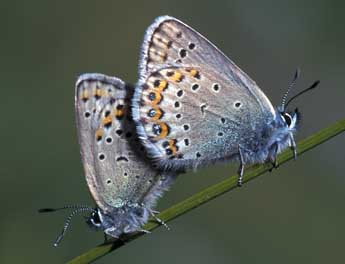 Plebejus idas L. adulte - �Tristan Lafranchis