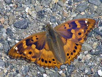 Apatura ilia D. & S. adulte - �Catherine Wellings