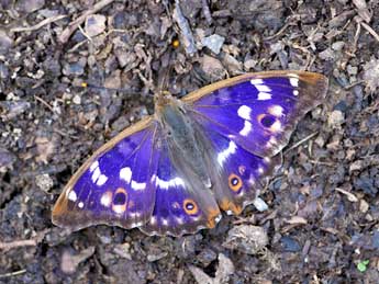 Apatura ilia D. & S. adulte - �Chris Rickards