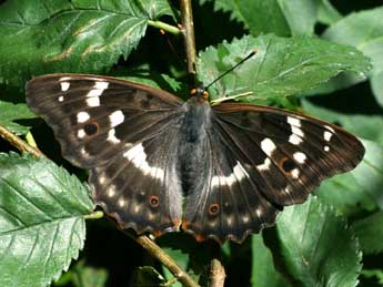 Apatura ilia D. & S. adulte - �Serge Wambeke