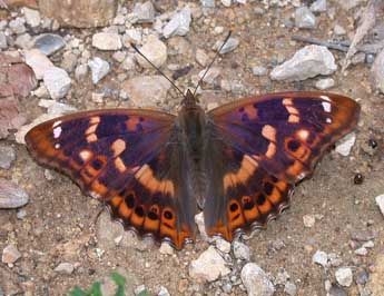 &copy;Philippe Mothiron. Apatura ilia D. & S.