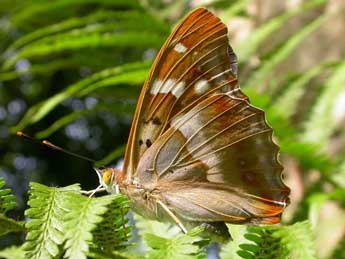 Apatura ilia D. & S. adulte - �David Demerges