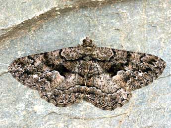 Peribatodes ilicaria Gey. adulte - �Daniel Morel