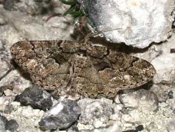 Peribatodes ilicaria Gey. adulte - �Philippe Mothiron
