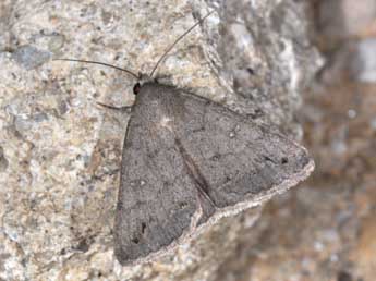 Clytie illunaris Hb. adulte - �Philippe Mothiron