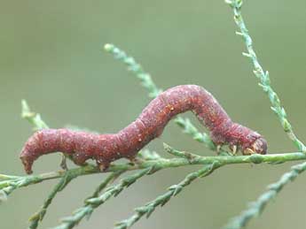  Chenille de Clytie illunaris Hb. - �David Demerges