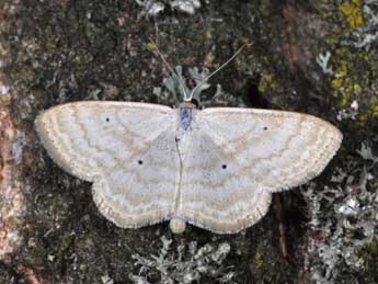 Scopula immutata L. adulte - �Philippe Mothiron
