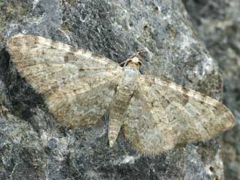 Eupithecia impurata Hb. adulte - �Daniel Morel