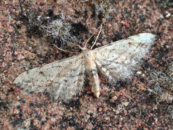 Idaea incalcarata Chr�t. adulte - �Daniel Morel