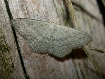 Scopula incanata L. adulte - �Philippe Mothiron