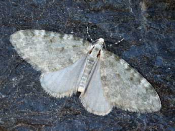 Perizoma incultaria H.-S. adulte - �Daniel Morel