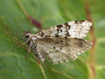 Xanthorhoe incursata Hb. adulte - �Daniel Morel