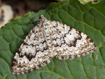 Xanthorhoe incursata Hb. adulte - �Daniel Morel