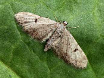 &copy;Daniel Morel. Eupithecia indigata Hb.