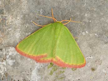 Eucrostes indigenata Vill. adulte - �Daniel Morel