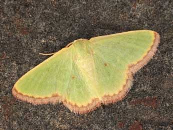 Eucrostes indigenata Vill. adulte - �Daniel Morel