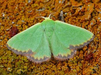 Eucrostes indigenata Vill. adulte - �David Demerges