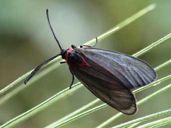 Aglaope infausta L. adulte - �Daniel Morel