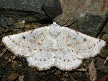 Dyscia govii Fiumi & Flam. adulte - �Patrick Rosset