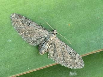 Eupithecia innotata Hfn. adulte - �Daniel Morel