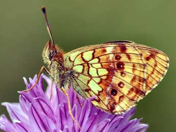 Brenthis ino Rott. adulte - �Daniel Morel