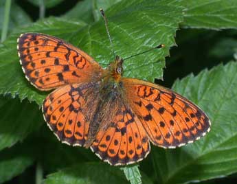 Brenthis ino Rott. adulte - �Philippe Mothiron