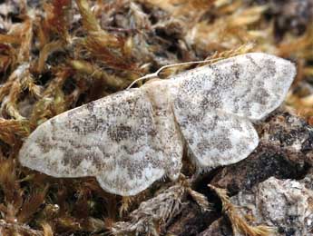 Idaea inquinata Scop. adulte - �Daniel Morel