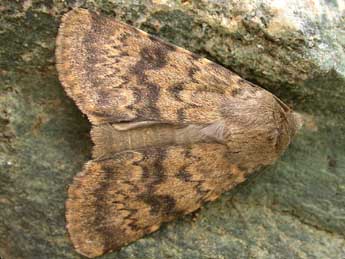 Standfussiana insulicola Trti adulte - �Herv� Guyot