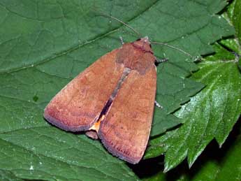 Noctua interjecta Hb. adulte - �Philippe Mothiron