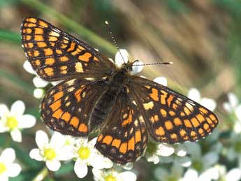 Euphydryas intermedia M�n�tri�s adulte - �Tristan Lafranchis