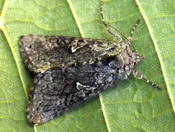 Syngrapha interrogationis L. adulte - �Daniel Morel